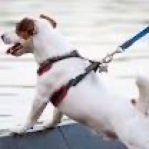 Avant- Green Small Dog harness